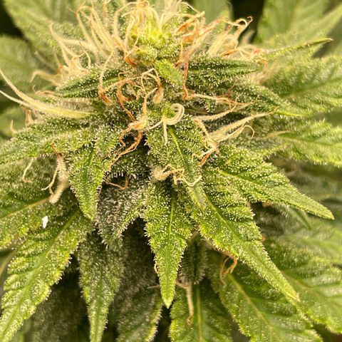 Banana Haze growlog timeline photo