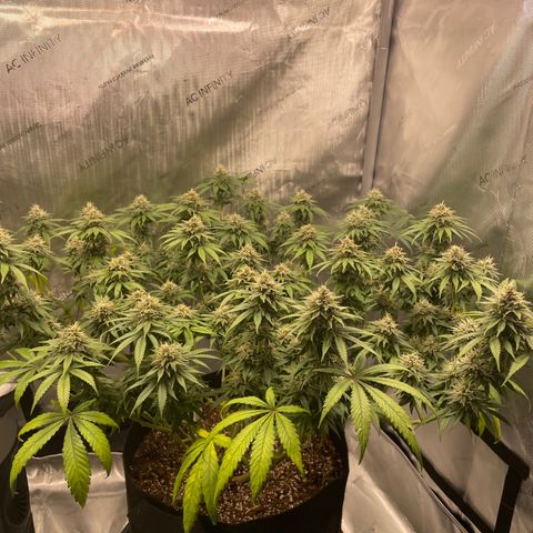 Banana Haze growlog timeline photo