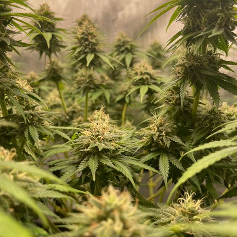 Banana Haze growlog timeline photo