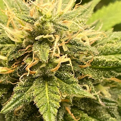 Banana Haze growlog timeline photo