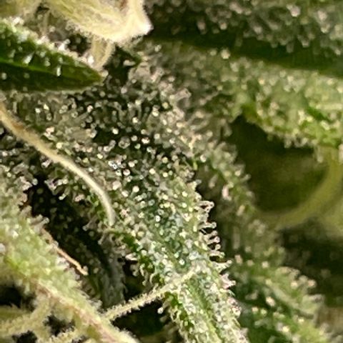 Banana Haze growlog photo: Yellowing leaves - nitrogen defiency
Week 6 flower
Plan is to keep nitrogen low
Box really starting to smell