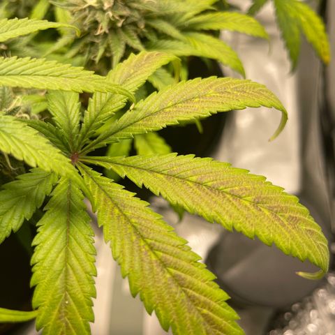 Banana Haze growlog timeline photo