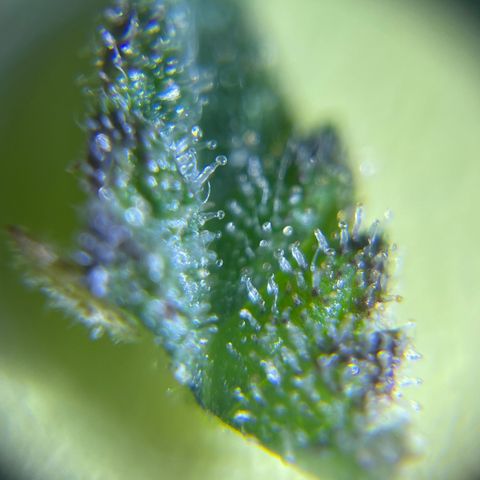 Banana Haze growlog photo: Tri homes look clear still