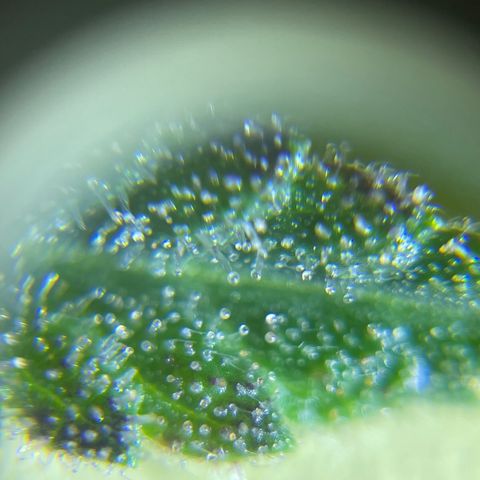Banana Haze growlog photo: Tri homes look clear still