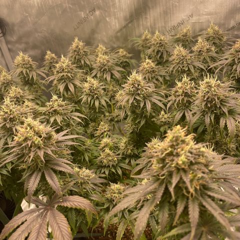 Banana Haze growlog timeline photo