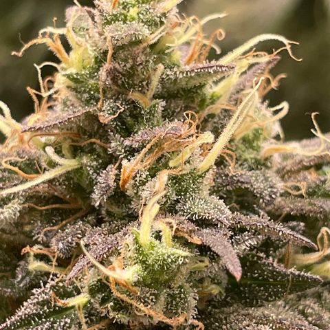 Banana Haze growlog timeline photo