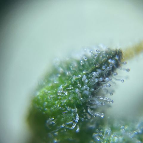 Banana Haze growlog timeline photo