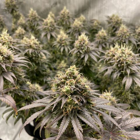 Banana Haze growlog timeline photo