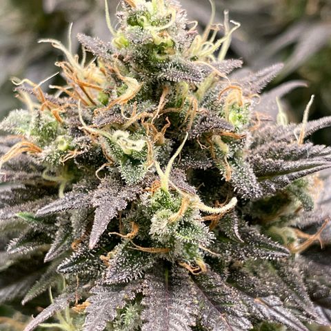 Banana Haze growlog timeline photo