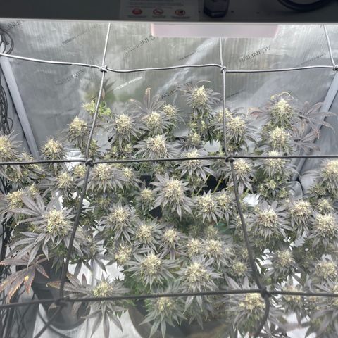Banana Haze growlog timeline photo