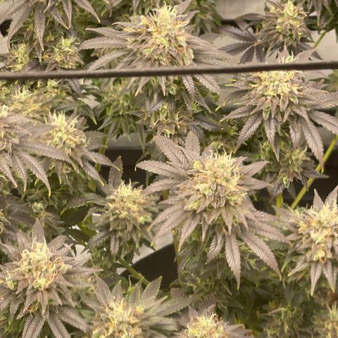 Banana Haze growlog timeline photo