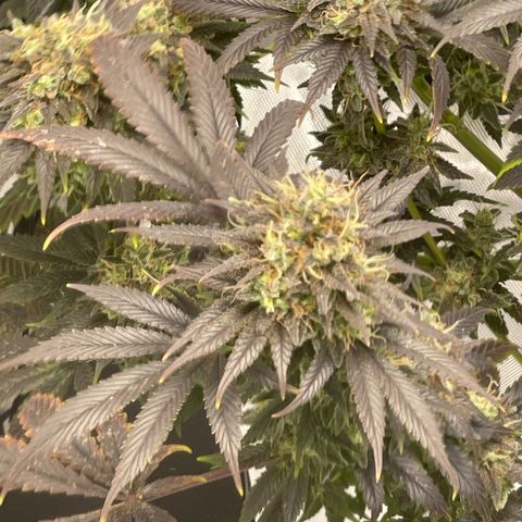 Banana Haze growlog timeline photo