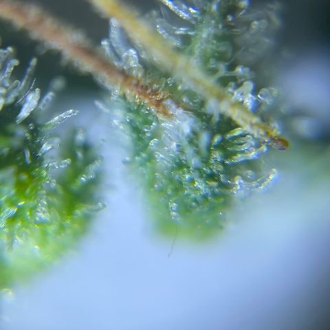Banana Haze growlog photo: Trichomes all milky 😃