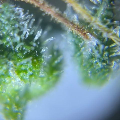 Banana Haze growlog photo: Trichomes all milky 😃