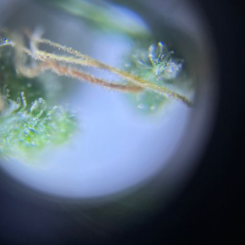 Banana Haze growlog photo: Trichomes all milky 😃