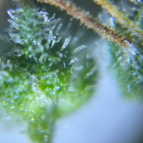 Banana Haze growlog photo: Trichomes all milky 😃