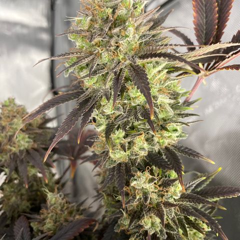 Banana Haze growlog timeline photo