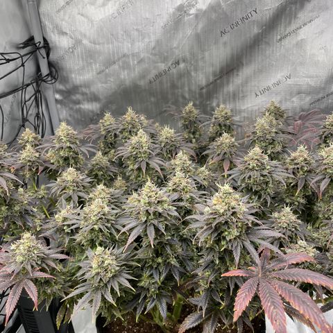 Banana Haze growlog timeline photo