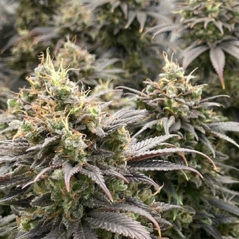 Banana Haze growlog timeline photo