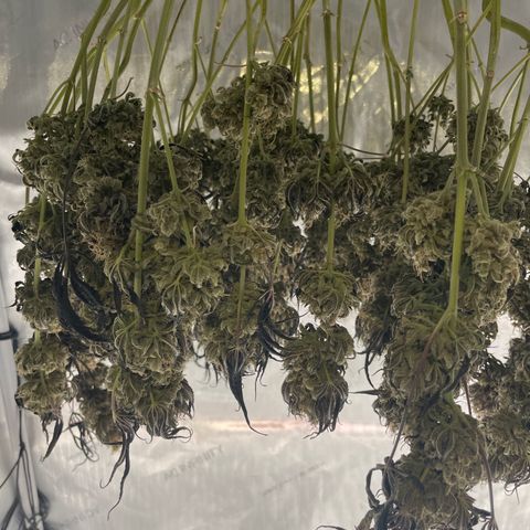 Banana Haze growlog timeline photo