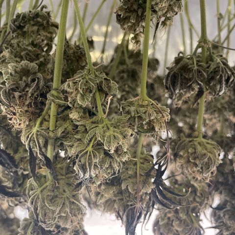 Banana Haze growlog timeline photo