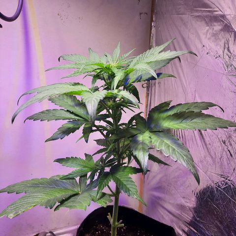 Bluematic #1 growlog timeline photo