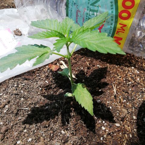 Green Gelato growlog timeline photo