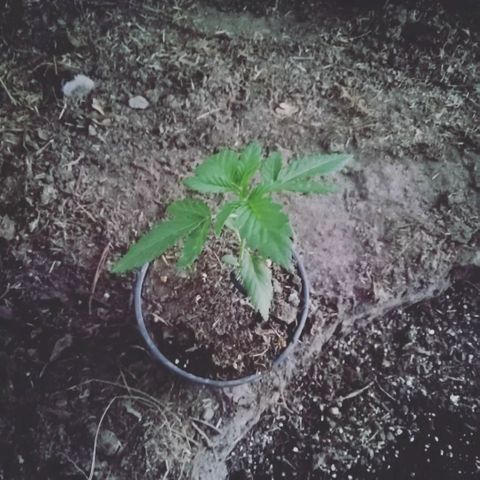 Green Gelato growlog timeline photo