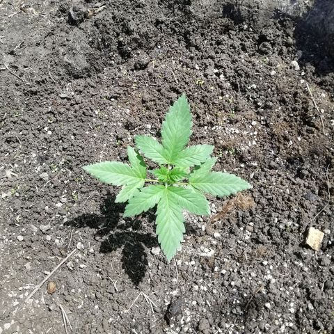 Green Gelato growlog timeline photo