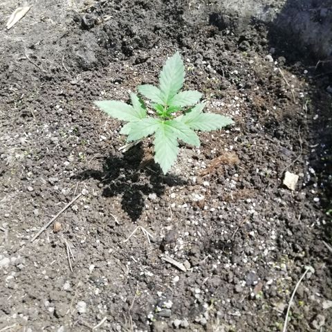 Green Gelato growlog timeline photo