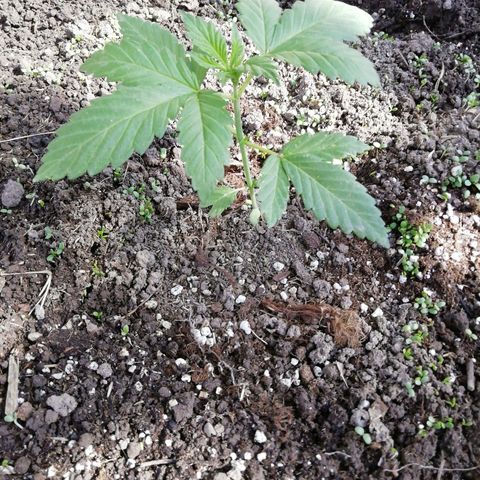 Green Gelato growlog timeline photo