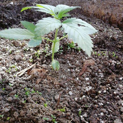 Green Gelato growlog timeline photo