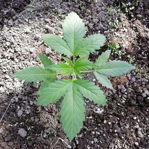Green Gelato growlog timeline photo