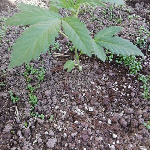 Green Gelato growlog timeline photo