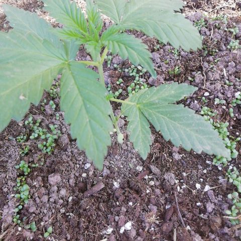 Green Gelato growlog timeline photo