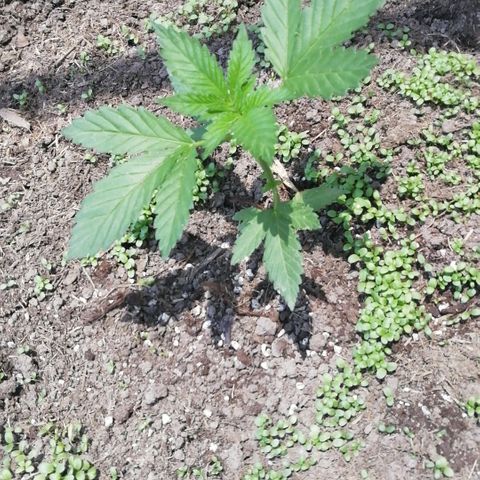Green Gelato growlog timeline photo