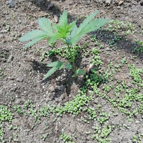 Green Gelato growlog timeline photo
