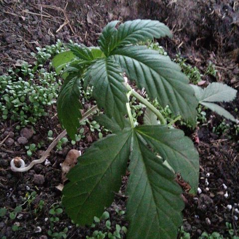 Green Gelato growlog timeline photo