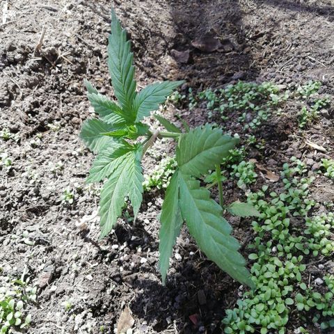 Green Gelato growlog timeline photo