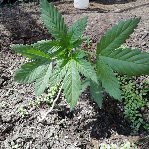 Green Gelato growlog timeline photo