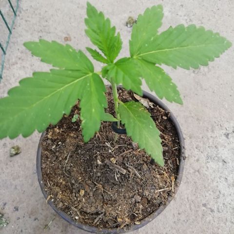 Green Gelato growlog timeline photo