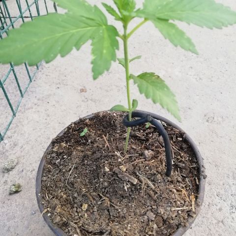 Green Gelato growlog timeline photo