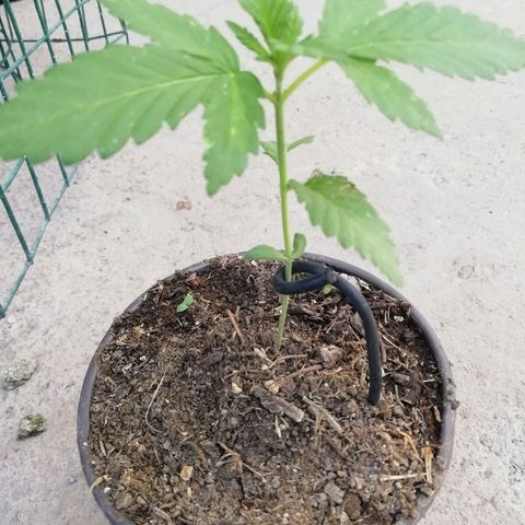 Green Gelato growlog timeline photo