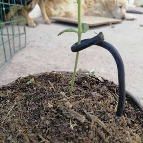Green Gelato growlog timeline photo