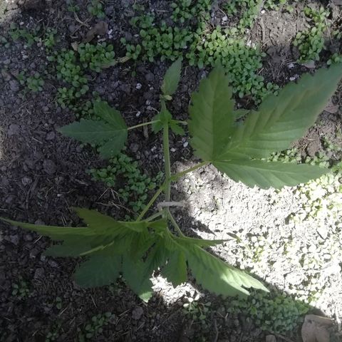 Green Gelato growlog timeline photo
