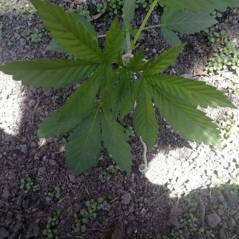 Green Gelato growlog timeline photo