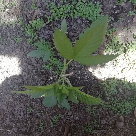 Green Gelato growlog timeline photo