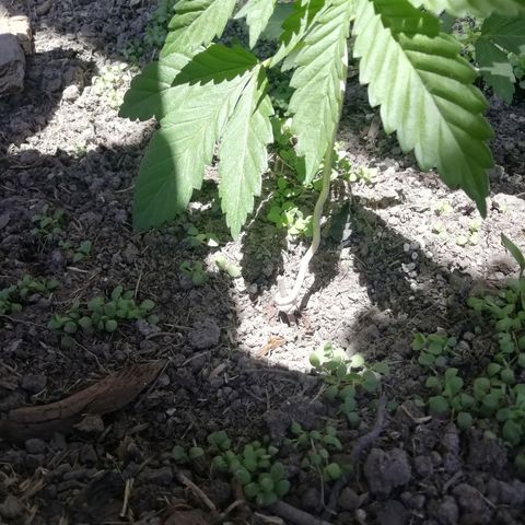 Green Gelato growlog timeline photo