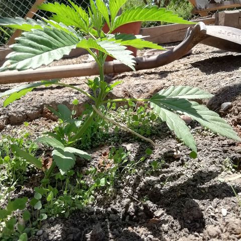 Green Gelato growlog timeline photo