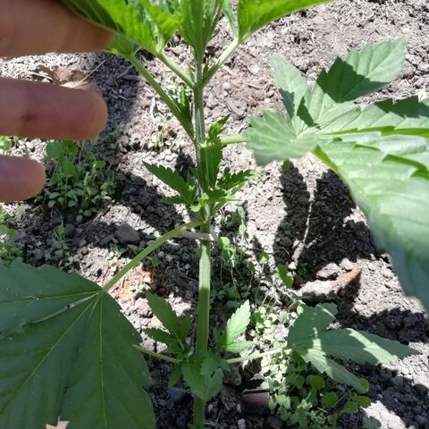 Green Gelato growlog timeline photo